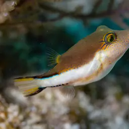 Caribbean Sharpnose-puffer