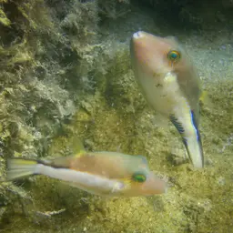 Caribbean Sharpnose-puffer, photo 8