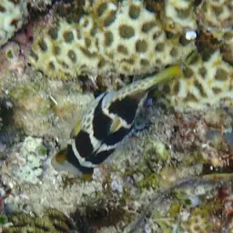 Banded Toby, photo 4