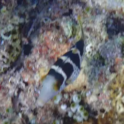 Banded Toby, photo 5