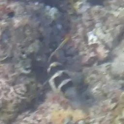 Banded Toby, photo 6