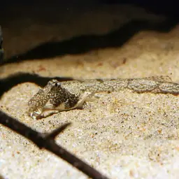 Gongota Loach, photo 1