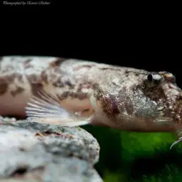 Gongota Loach, photo 2