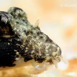 Gongota Loach, photo 3