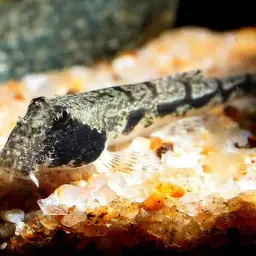Gongota Loach, photo 4