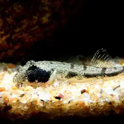 Gongota Loach, photo 5