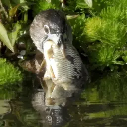 Goldfish, photo 3