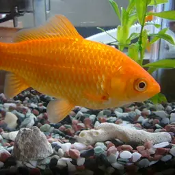 Goldfish