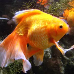 Goldfish, photo 2