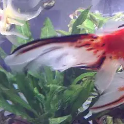 Goldfish, photo 3
