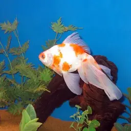 Goldfish, photo 4