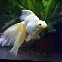 Goldfish, photo 5