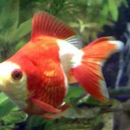 Goldfish, photo 6