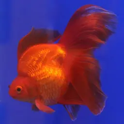 Goldfish, photo 7