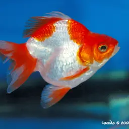 Goldfish, photo 8