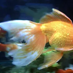 Goldfish, photo 9