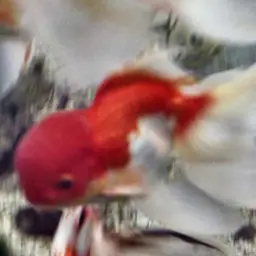 Goldfish, photo 10