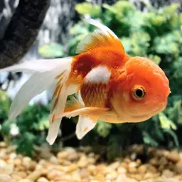 Goldfish, photo 11