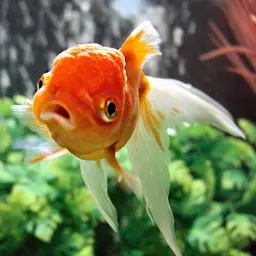 Goldfish, photo 12
