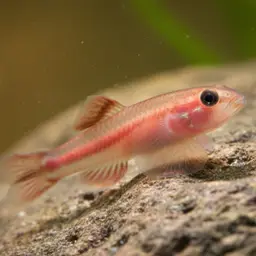 Cardinal Goby, photo 1
