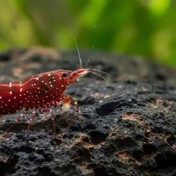 Cardinal Sulawesi Shrimp, photo 5