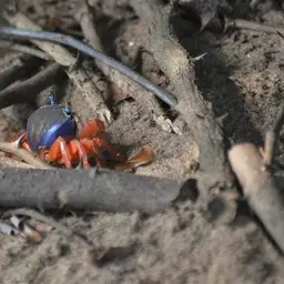 Rainbow Land Crab, photo 1