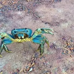 Rainbow Land Crab, photo 2
