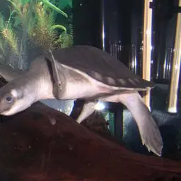 Fly River Turtle