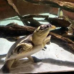 Fly River Turtle, photo 3