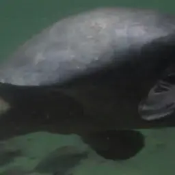 Fly River Turtle, photo 4