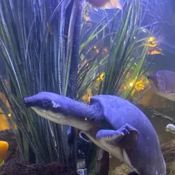 Fly River Turtle, photo 5