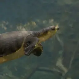 Fly River Turtle, photo 7