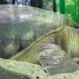 Fly River Turtle, photo 8