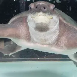 Fly River Turtle, photo 10