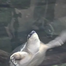 Fly River Turtle, photo 11