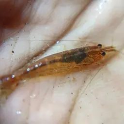 Malaya Shrimp, photo 2