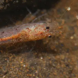 Crystal Red Shrimp