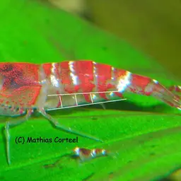 Crystal Red Shrimp, photo 10