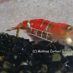 Crystal Red Shrimp, photo 11