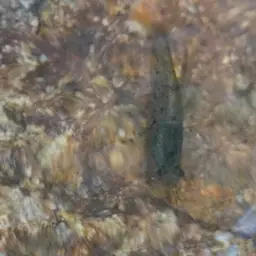 Crystal Red Shrimp, photo 4