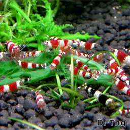 Crystal Red Shrimp, photo 12