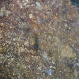 Crystal Red Shrimp, photo 5