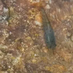 Crystal Red Shrimp, photo 6