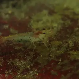 Crystal Red Shrimp, photo 7
