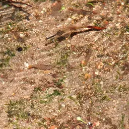 Crystal Red Shrimp, photo 9