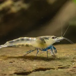 Blue Leg Poso Shrimp