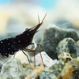 Cardinal Sulawesi Shrimp