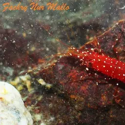 Cardinal Sulawesi Shrimp, photo 2