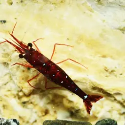 Cardinal Sulawesi Shrimp, photo 3