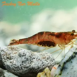 Cardinal Sulawesi Shrimp, photo 4